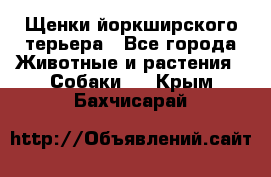 Щенки йоркширского терьера - Все города Животные и растения » Собаки   . Крым,Бахчисарай